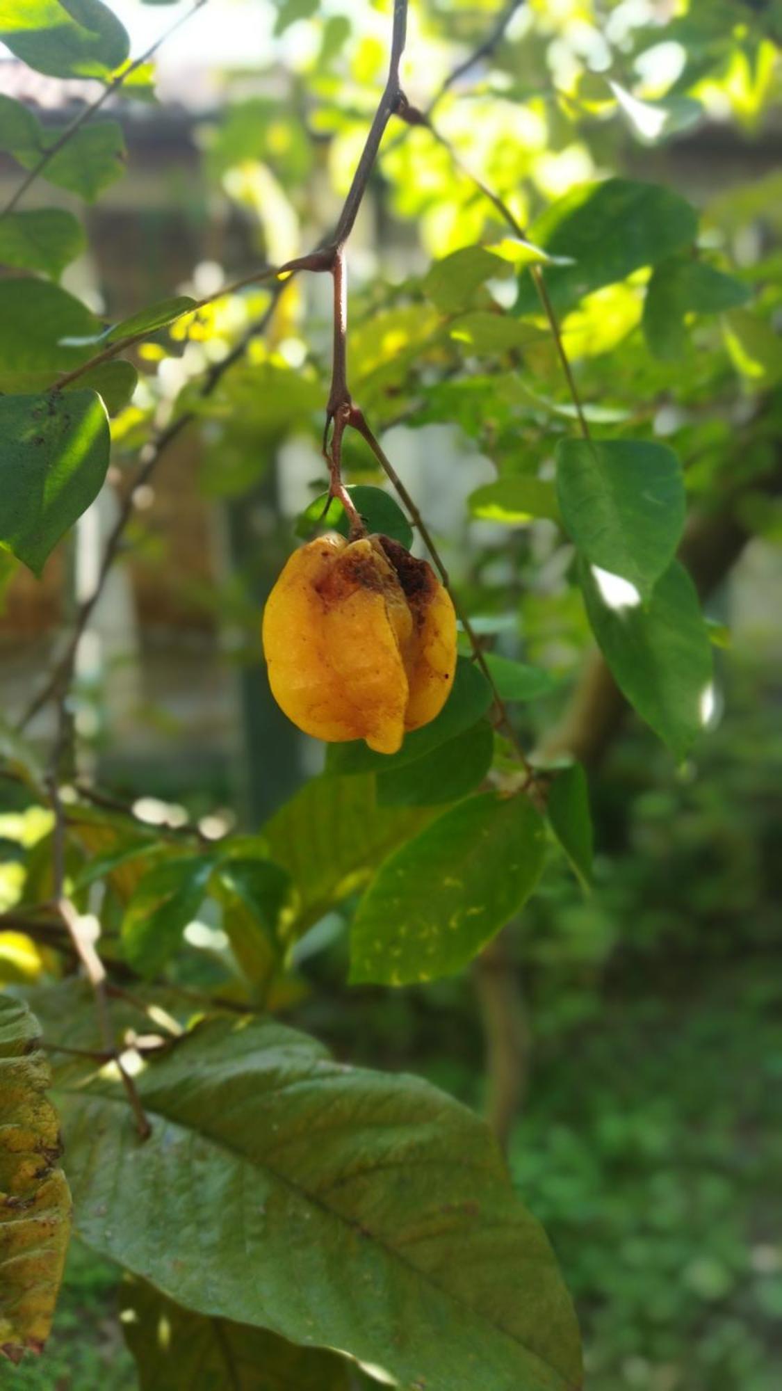 A Casa Do Sol Cibratel Pousada Itanhaém Eksteriør bilde